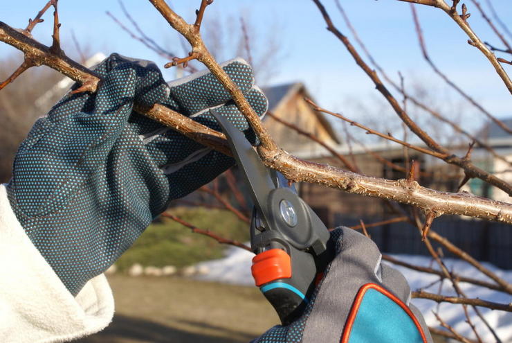 Taille des reins: externe ou interne