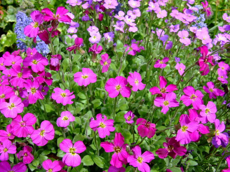 Fleur d'Aubriet - plantation et entretien en plein champ. Obriété croissante à partir de graines, méthodes de reproduction. Description, types. Une photo