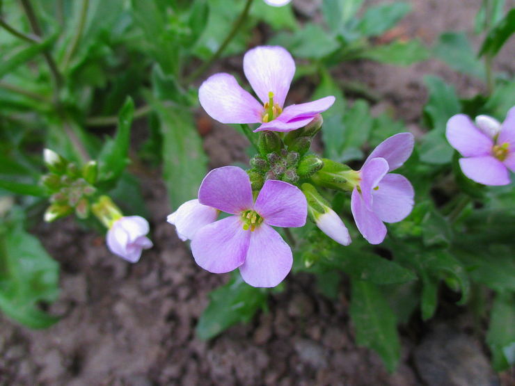 Planter des aubriets en pleine terre