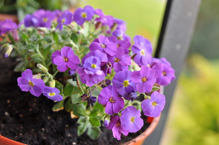 Cultiver des Aubriets à partir de graines