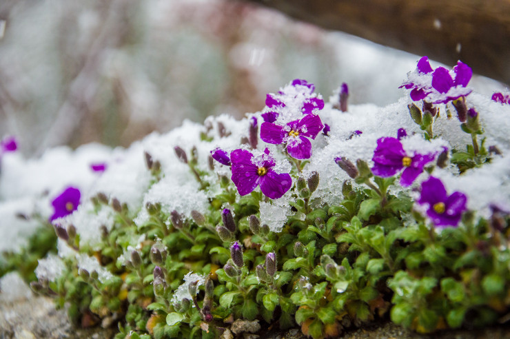 Aubriet fleurit après la floraison