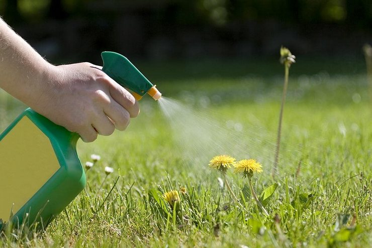 Comment se débarrasser des pissenlits dans le jardin. Contrôle du pissenlit