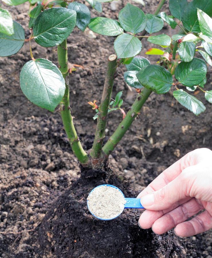 Fertiliser les rosiers avec du salpêtre