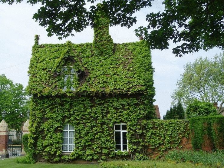 Verdir la façade de la maison