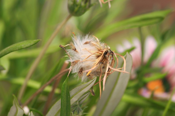 Gatsania après la floraison