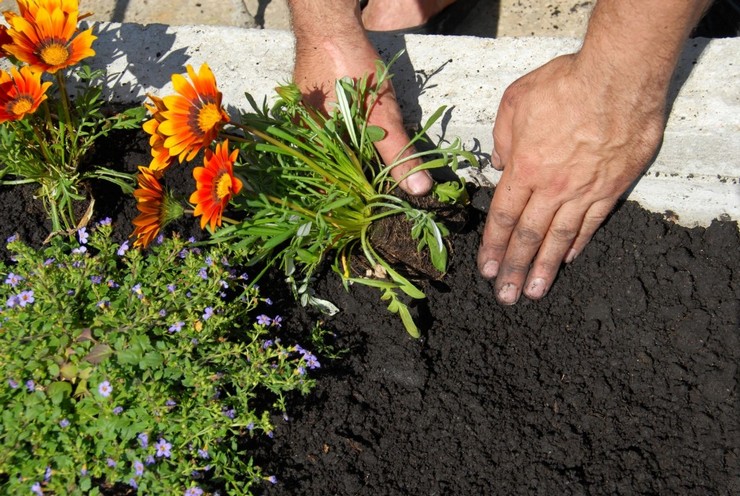 Planter du gatsania en pleine terre