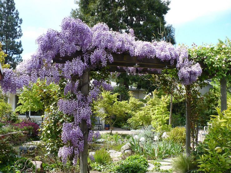 Wisteria dans la conception du paysage