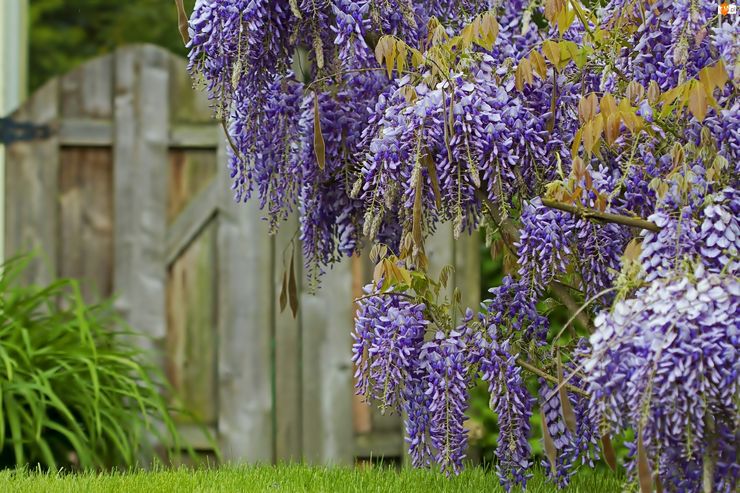 Description de la glycine