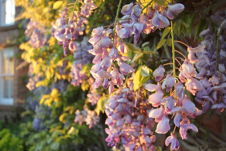 Glycine fertilisante