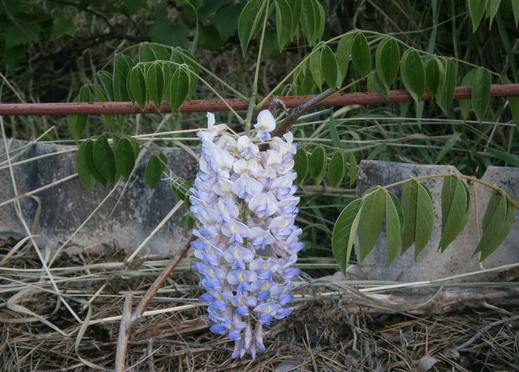 Propagation de la glycine par superposition