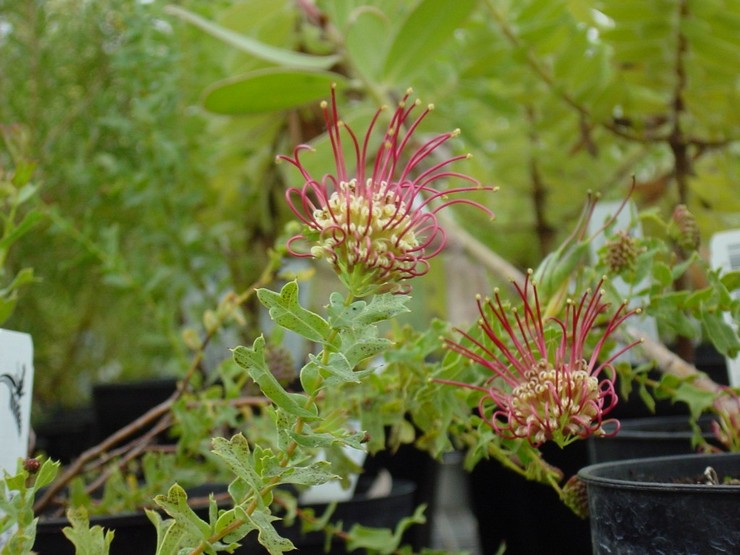 Espèces de Grevillea