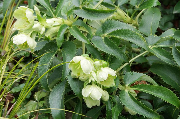 Hellebore corse