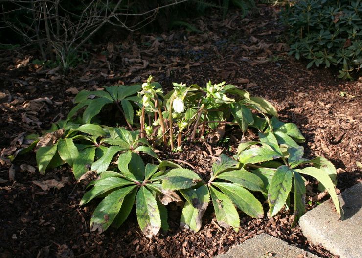 Hellébore après la floraison