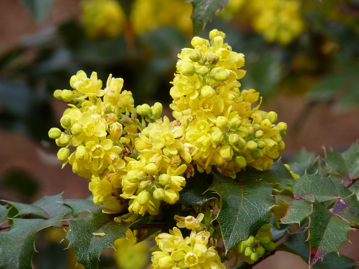 Magonia - plantation et entretien en plein champ. Culture du houx de Mahonia, méthodes de reproduction. Description, types. Une photo