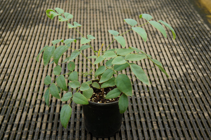 Plantation de Mahonia en pleine terre