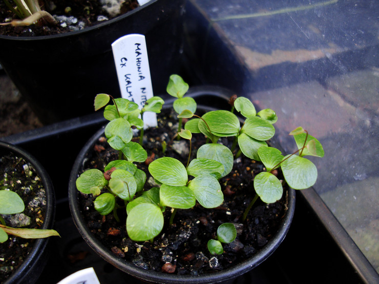 Reproduction de Mahonia