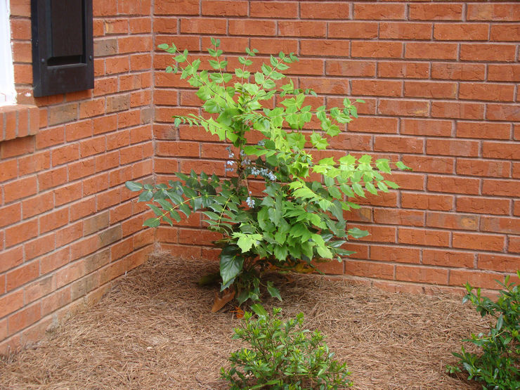 Règles de soins Mahonia