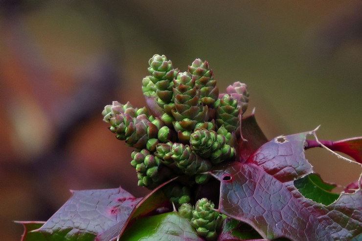 Types et variétés de Mahonia