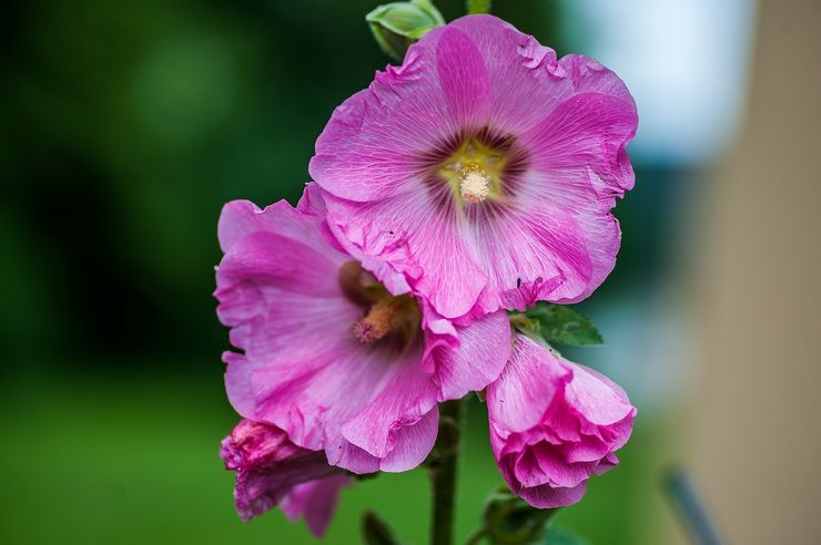 Description de la mauve