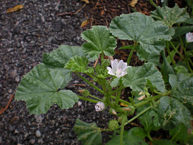 Règles de plantation de la mauve