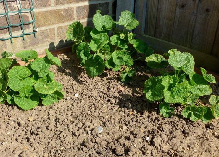 Planter une mauve en pleine terre