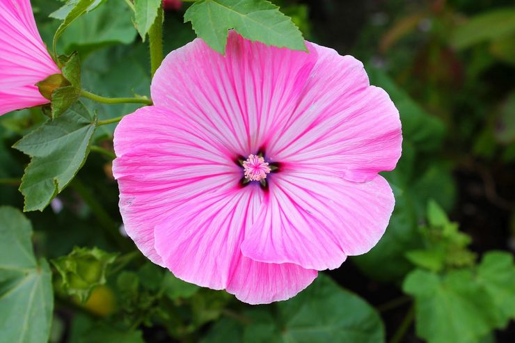 Propriétés de la mauve