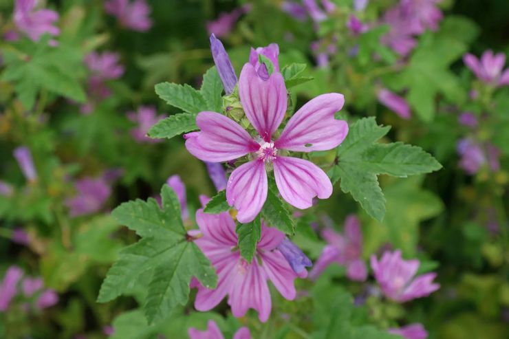 Mauve des forêts