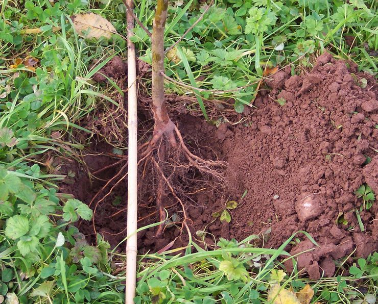 Planter une pêche dans un endroit permanent