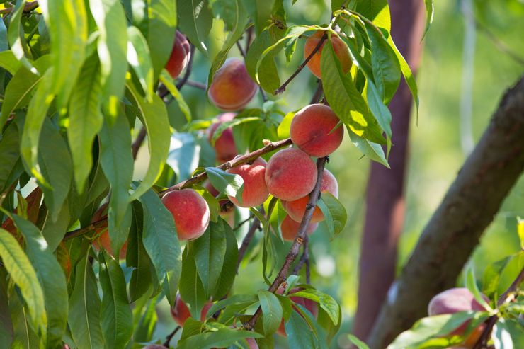 Choisir une variété de pêche pour la plantation de graines