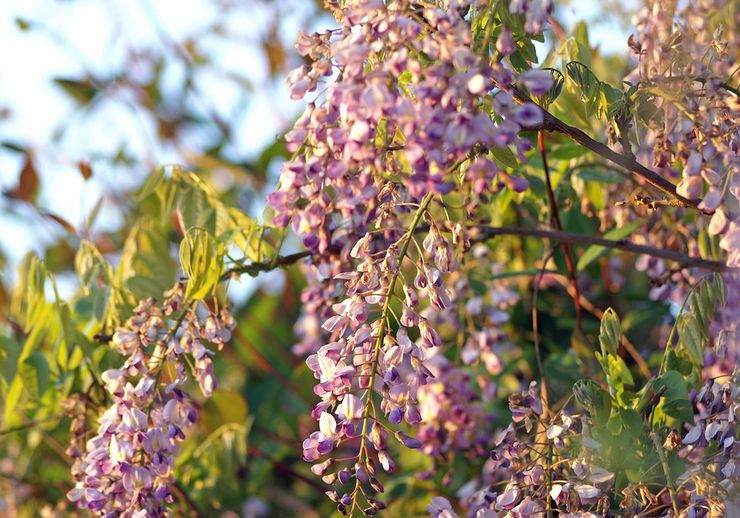 Glycine chinoise