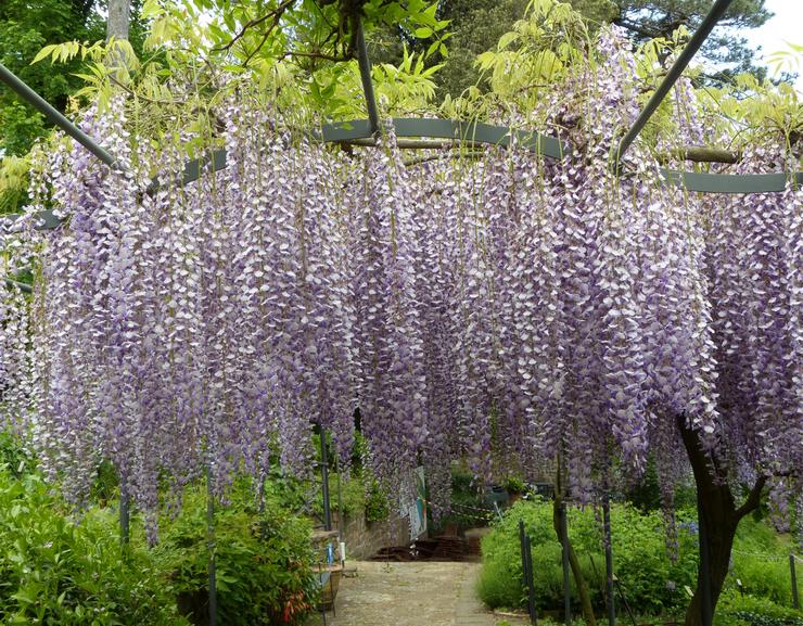 Glycine abondante à fleurs ou à fleurs multiples