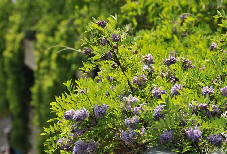 Glycine arbustive