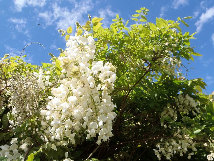 Belle glycine