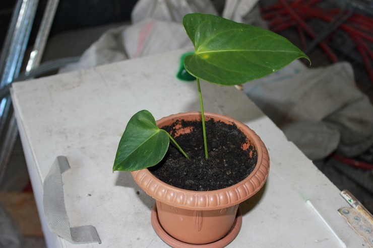 Division d'anthurium lors de la transplantation