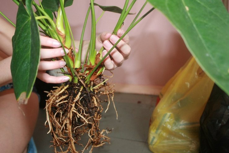 Comment transplanter correctement l'anthurium à la maison