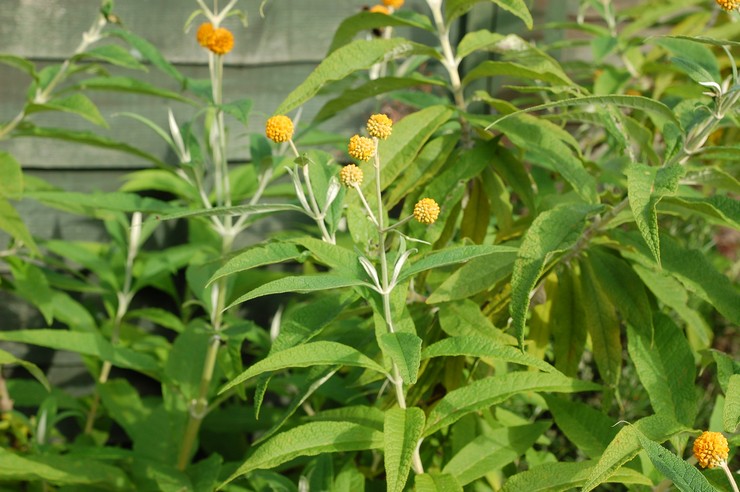 Budlea après la floraison