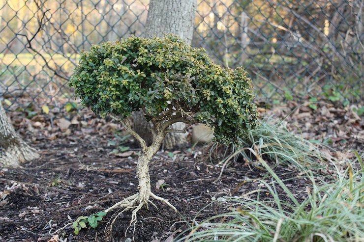 Plantation de buis