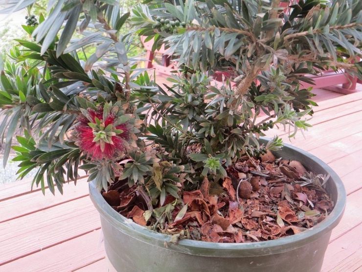 La plantation de callistemon en intérieur nécessite un bon drainage.