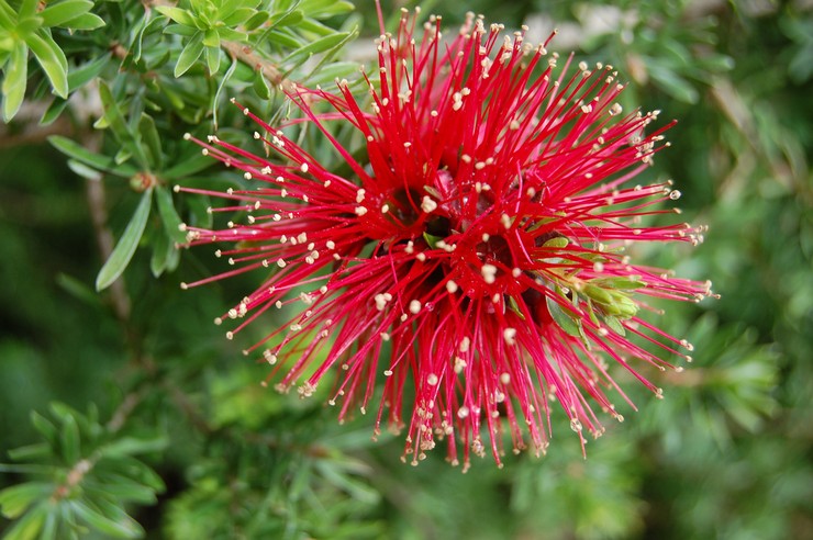 Callistemon - soins à domicile. Culture, transplantation et reproduction de Callistemon. Description, types. Une photo