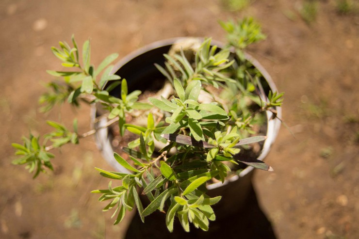 Reproduction de callistemon