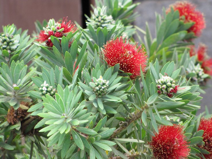 Pour arroser le callistemon, il est recommandé de n'utiliser que de l'eau décantée ou purifiée.