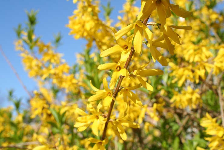 Forsythia - plantation et entretien en plein champ. Cultiver la forsythie, méthodes d'élevage. Description, types. Une photo