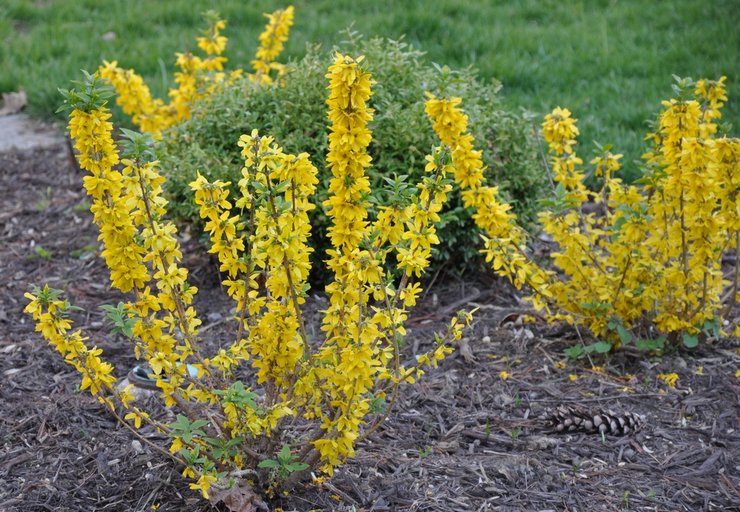 Plantation de forsythia