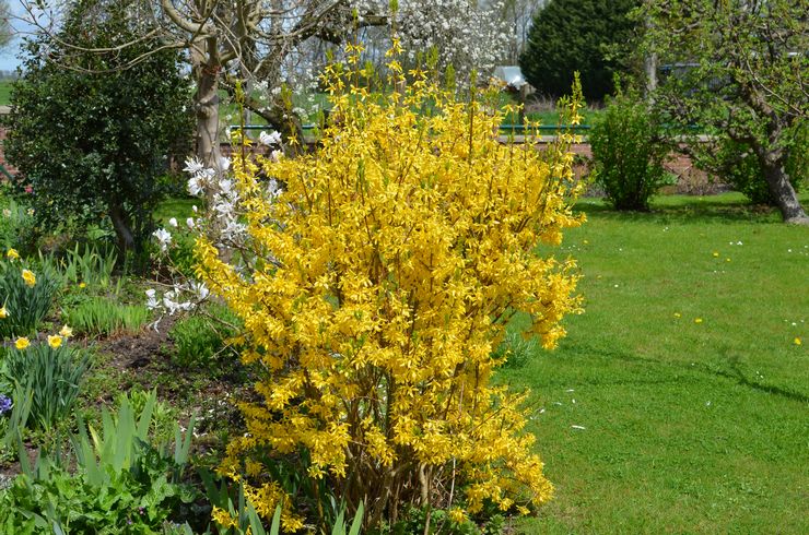 Soins de forsythia