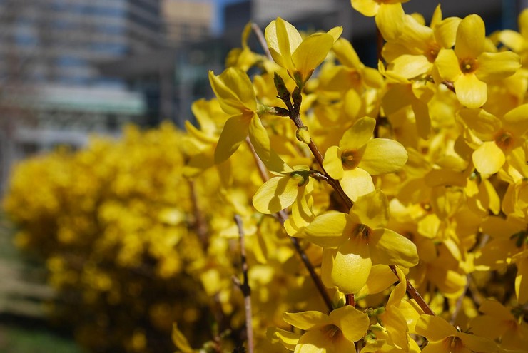 Types et variétés de forsythia