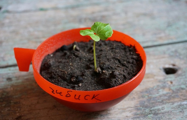 Cultiver de l'hibiscus à partir de graines à la maison