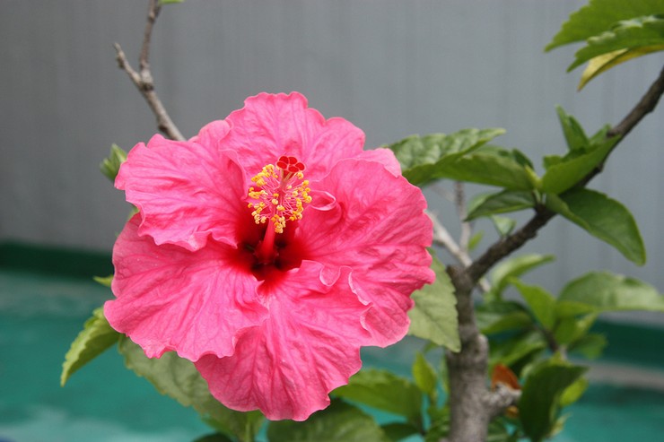 Comment faire pousser de l'hibiscus à partir de graines