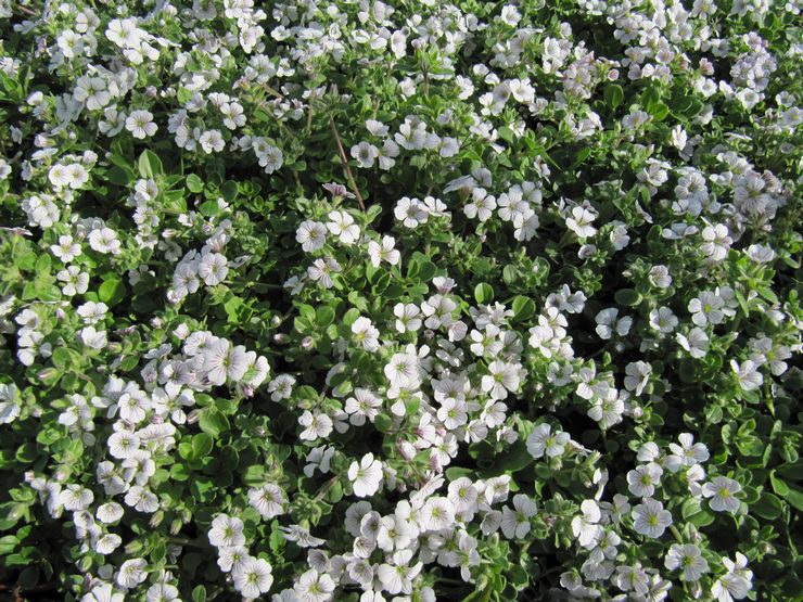 Fleur de gypsophile - plantation et soins en plein champ. Culture de gypsophile à partir de graines, méthodes de reproduction. Description, types. Une photo