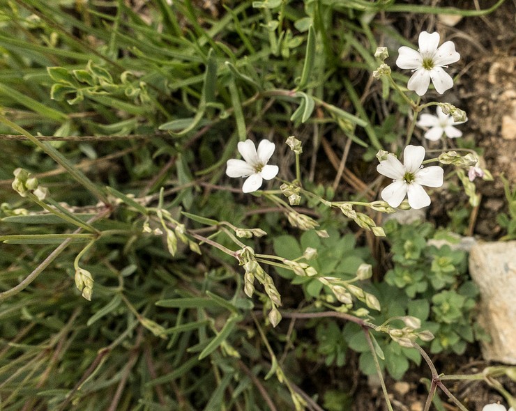 Plantation de gypsophile