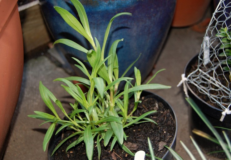 Reproduction de la gypsophile